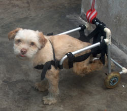 UPA: Einer der vielen Hunde, die gerettet wurden und nun auf ein neues Heim warten