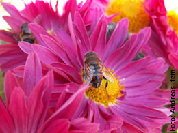 Ausreichender Sicherheitsabstand wird Bienenallergikern empfohlen