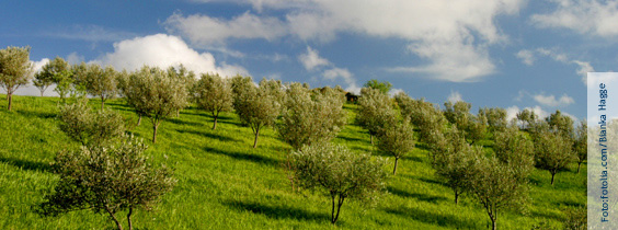 Olivenöl ist reich an ungsättigten Fettsäuren