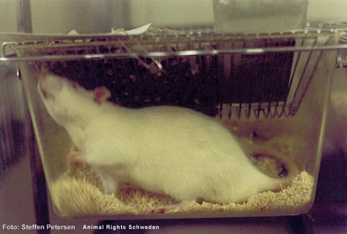 Versuchstier des Jahres 2007 - Die Ratte in der Alkoholforschung