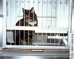 Absurde Wissenschaft - Vivisektion in Freiburg - Zwischen den 
Versuchen werden die Katzen in Boxen gesperrt
