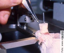 Absurde Wissenschaft - Vivisektion in Freiburg - Immer noch werden
 sehr viele Ratten in Tierversuchen eingesetzt (Schweiz 2009: 128 807 
Ratten)