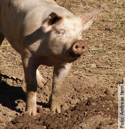2933 Schweine mussten 2010 in Schweizer Tierversuchslaboren ihr Leben lassen