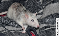 139 317 Ratten mussten 2010 in Schweizer Tierversuchslaboren ihr Leben lassen