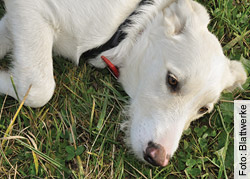 3102 Hunde mussten 2010 in Schweizer Tierversuchslaboren ihr Leben lassen