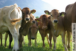 3896 Rinder mussten 2010 in Schweizer Tierversuchslaboren ihr Leben lassen