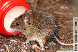 417 007 Mäuse mussten 2010 in Schweizer Tierversuchslaboren ihr Leben lassen