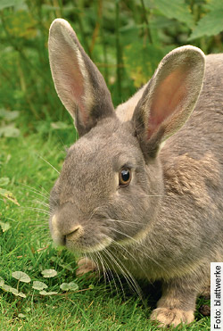 7913 Kaninchen und Hasen mussten 2010 in Schweizer Tierversuchslaboren ihr Leben lassen