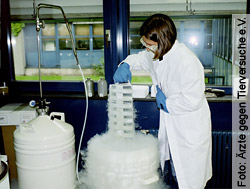 Zellen werden in flüssigem Stickstoff aufbewahrt
