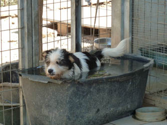 Ein Tierheim-Bewohner nimmt ein erfrischendes Bad