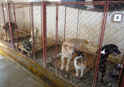 Staatliches Tierheim in Lugoj - Tierschutzverein Free Amely 2007