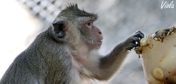 Die befreiten Makaken beim Sonnenbaden - Ein zufriedener Tag im Leben der «Mädchen» vom Parco dell’Abatino