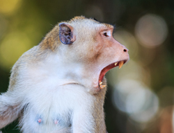 Makaken haben eine Vielzahl von Lauten, um zu kommunizieren