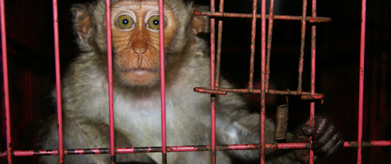  Tierversuche mit Affen - Affenexperimente für Grundlagenforschung, Pharmakologie und Toxikologie 