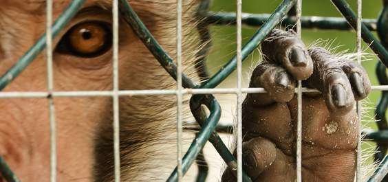 Häufig werden Affenversuche erst nach oder gleichzeitig mit den entsprechenden Tests an Menschen durchgeführt